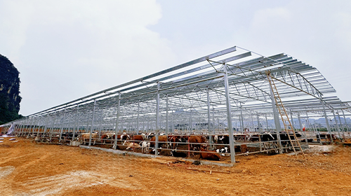 绿色能源新篇章：广西扶绥6008集团官方网站智慧牧光互补50MW分布式光伏项目开工仪式 —— 凝心聚力，共筑辉煌!